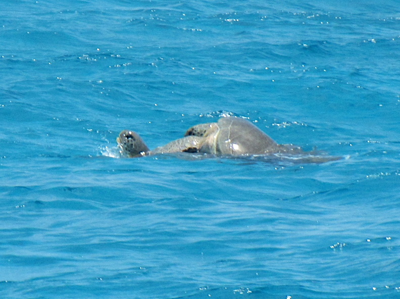 Mating Loggerhead Turtles on the surface zzIMG_2706.jpg